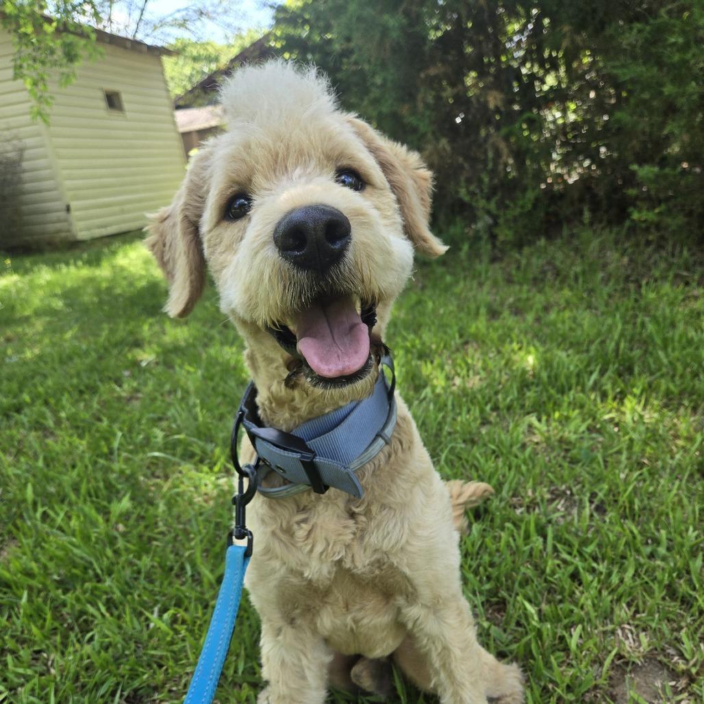 Enlarge Pippin, a Adoptable mixed breed in Lenoir, NC image 2/5