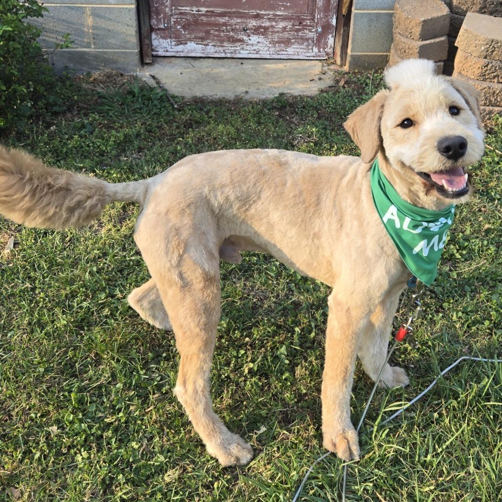Enlarge Pippin, a Adoptable mixed breed in Lenoir, NC image 4/5