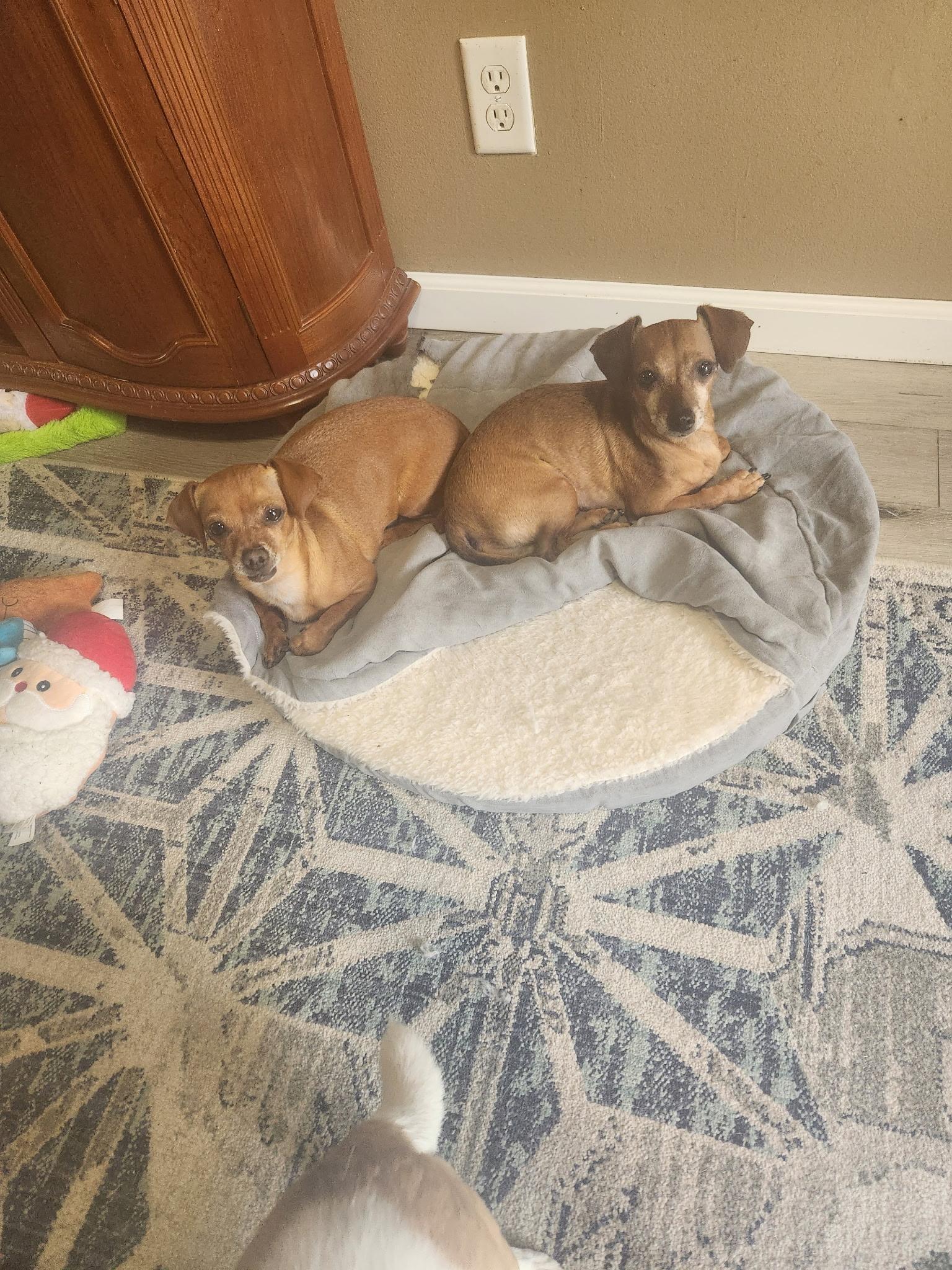 Enlarge Bean and Frank, a ADOPTABLE Dachshund in Lima, OH image 1/1