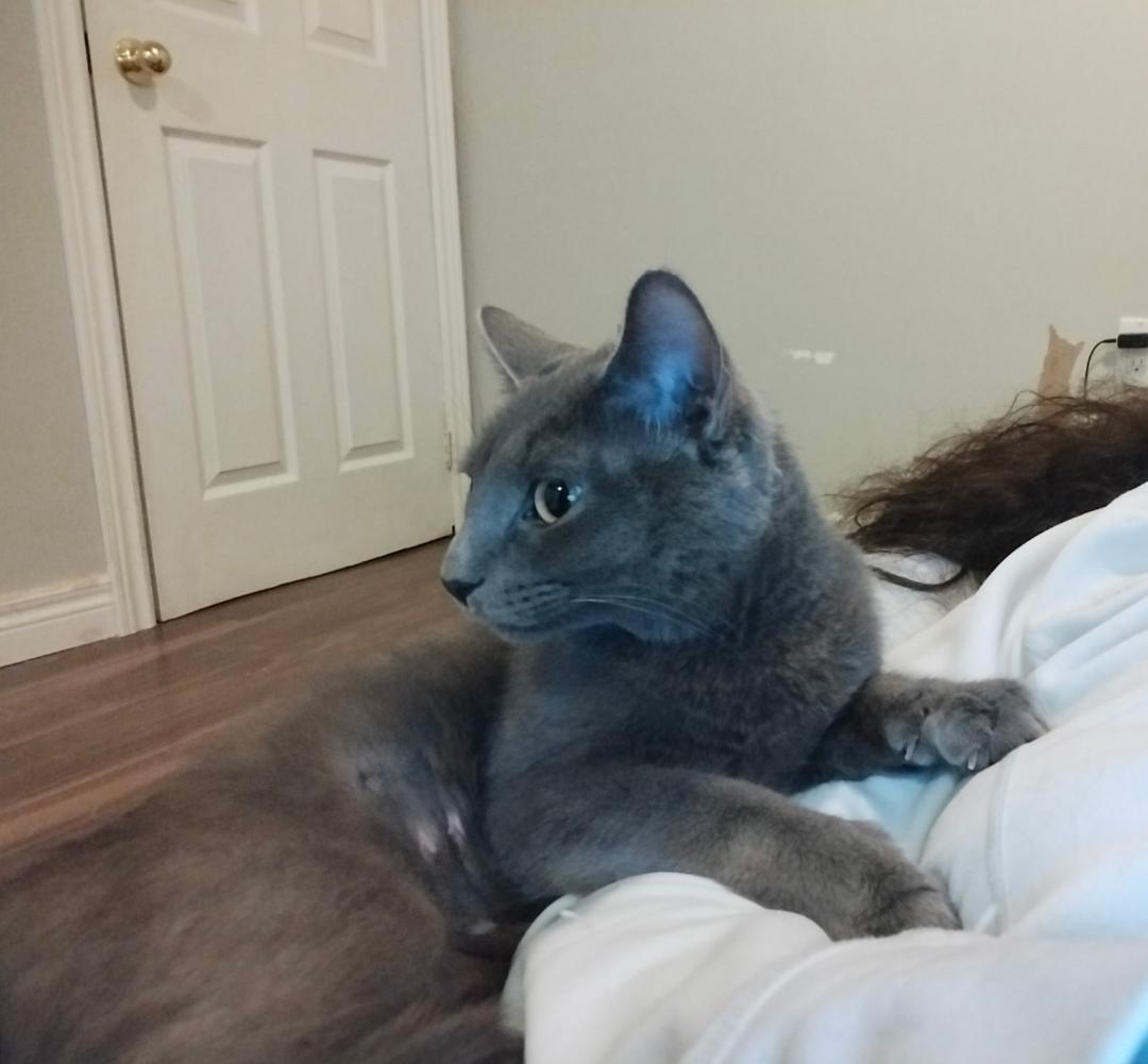 Enlarge Luna, a ADOPTABLE Domestic Short Hair in Hamilton, ON image 2/4