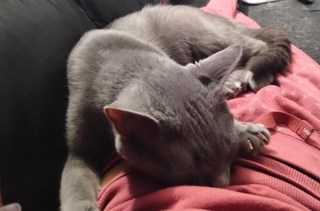 Enlarge Luna, a ADOPTABLE Domestic Short Hair in Hamilton, ON image 4/4