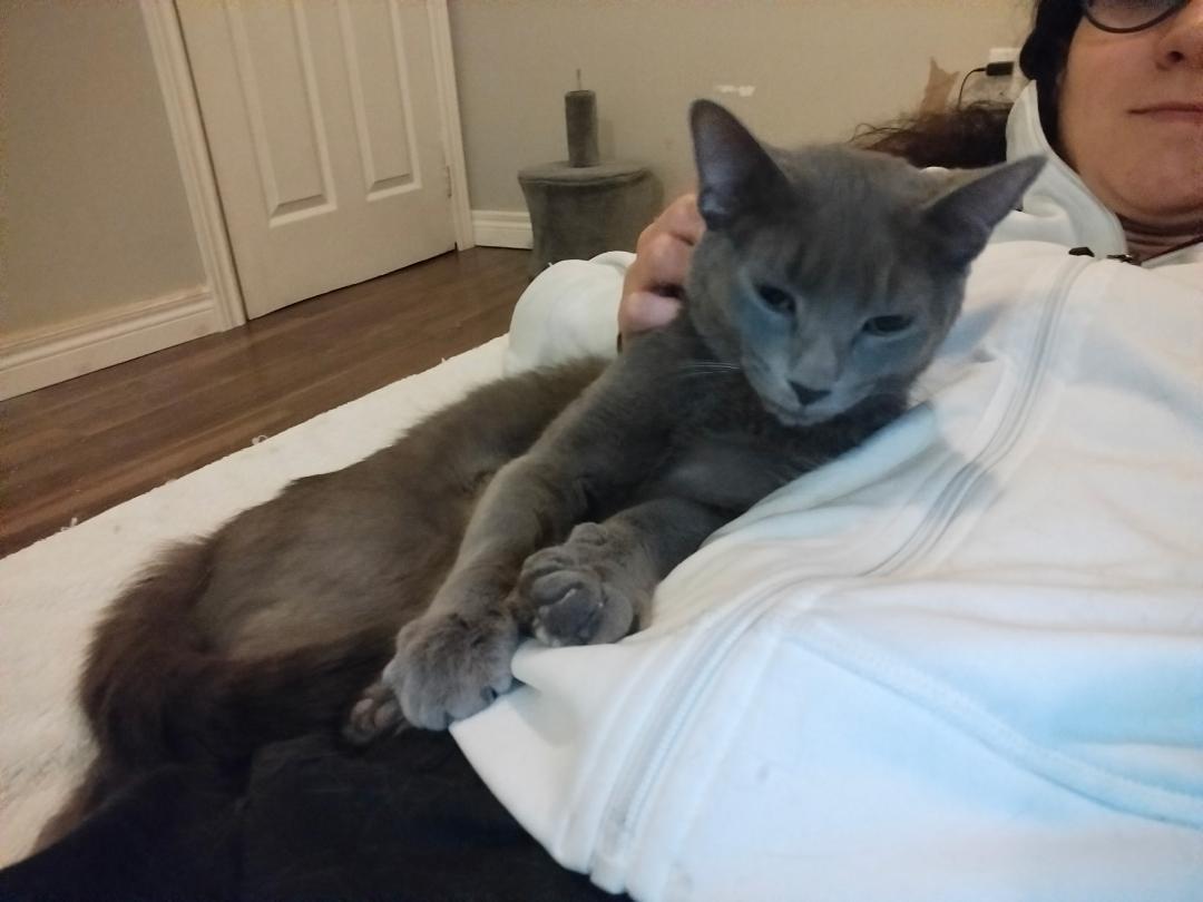 Luna, ADOPTABLE, Adult Female Domestic Short Hair.