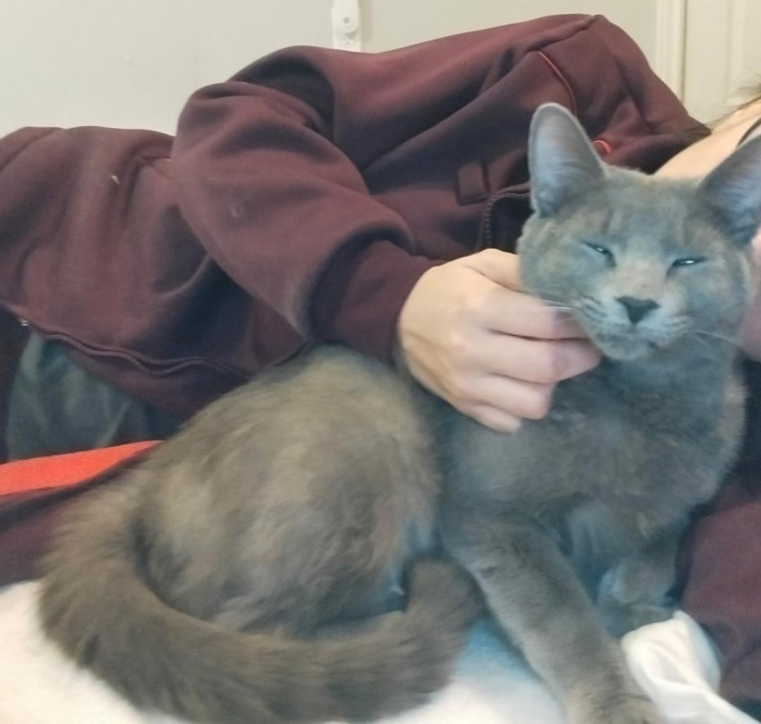 Enlarge Luna, a ADOPTABLE Domestic Short Hair in Hamilton, ON image 3/4