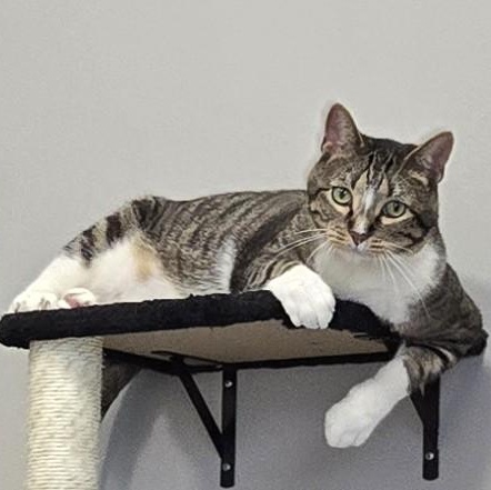 Rum Raisin, Adult Male Domestic Short Hair