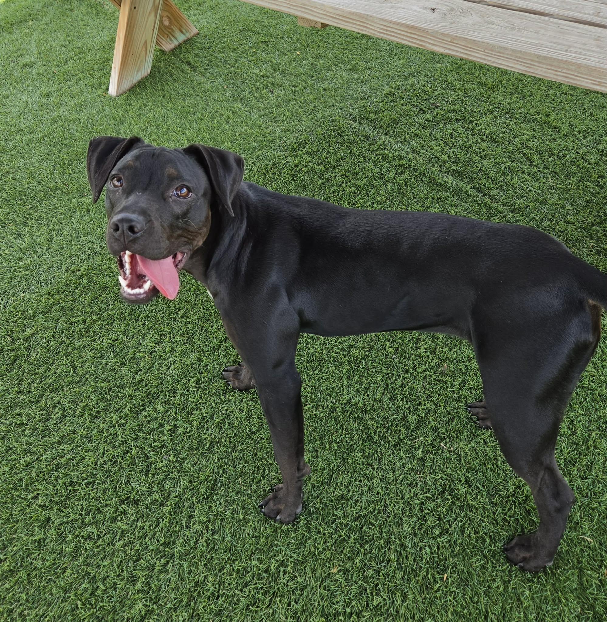 Enlarge Raven, a ADOPTABLE mixed breed in Sparta, WI image 2/5
