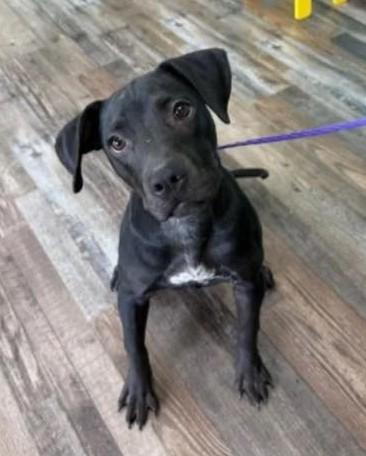 Enlarge Raven, a ADOPTABLE mixed breed in Sparta, WI image 3/5