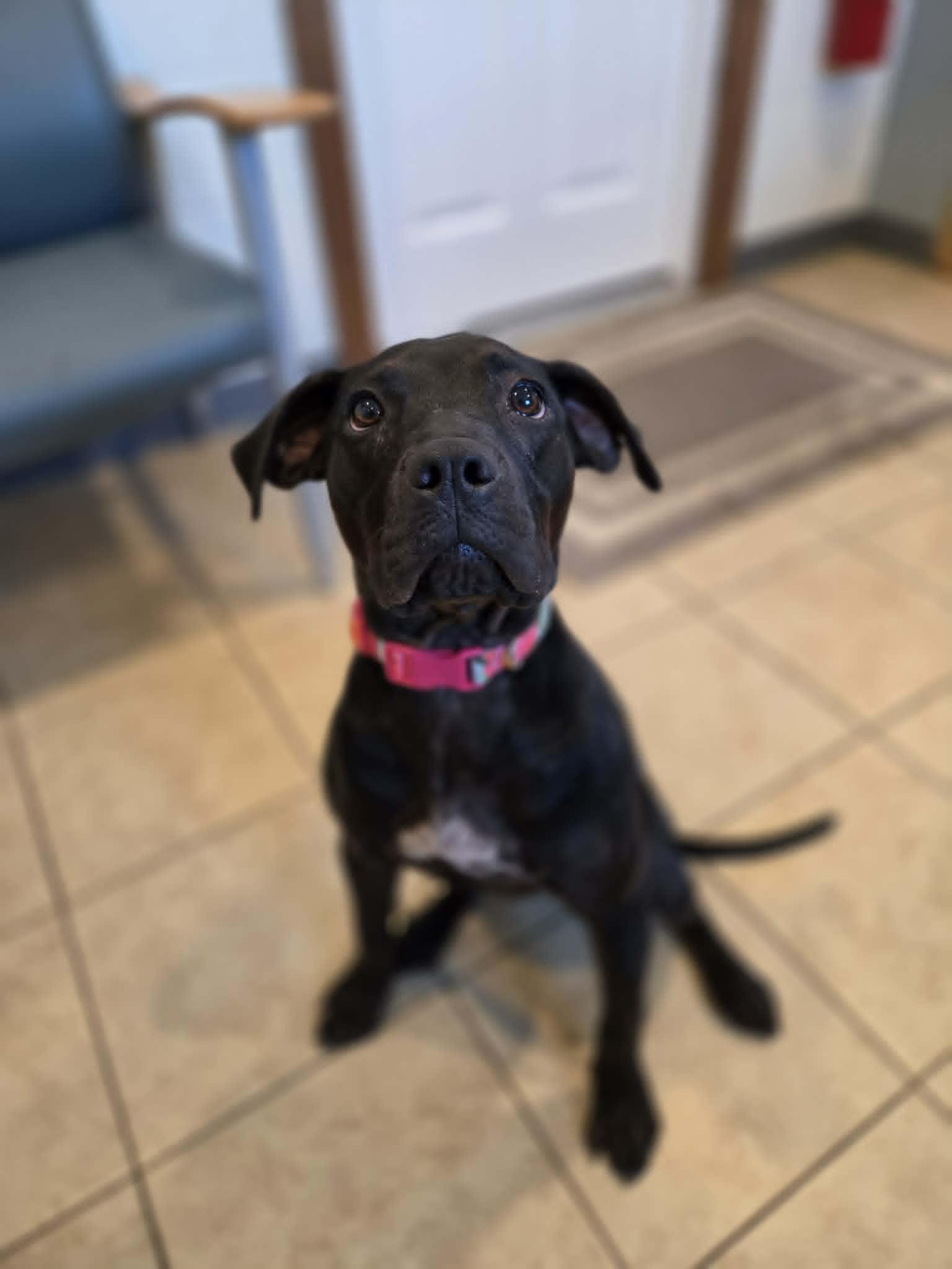 Enlarge Raven, a ADOPTABLE mixed breed in Sparta, WI image 1/5