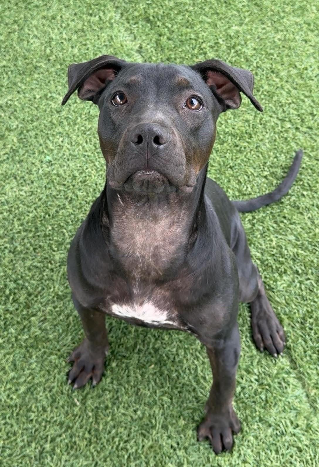 Enlarge Raven, a ADOPTABLE mixed breed in Sparta, WI image 4/5