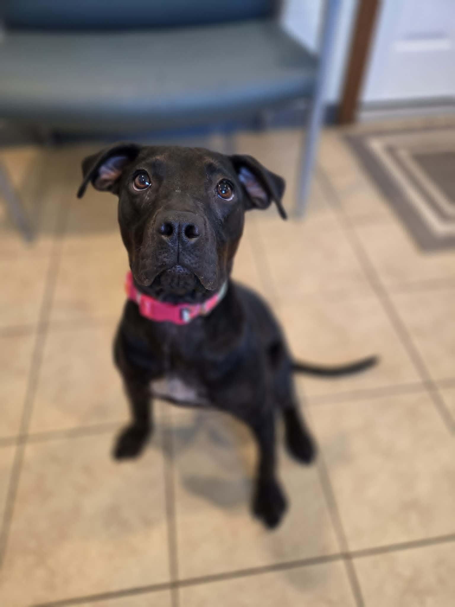 Enlarge Raven, a ADOPTABLE mixed breed in Sparta, WI image 5/5