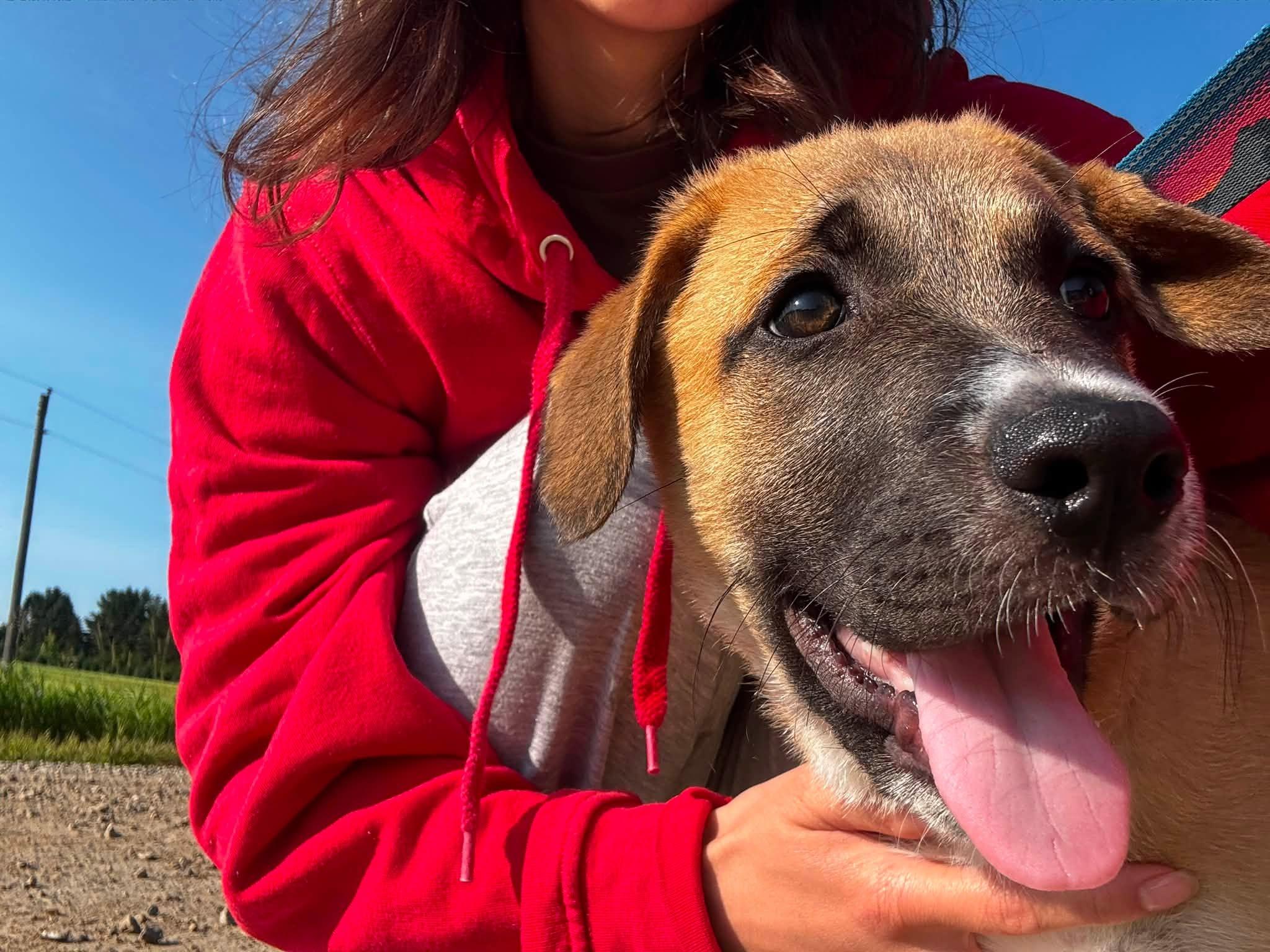 Enlarge Kenobi, a ADOPTABLE mixed breed in Woodstock, ON image 4/6