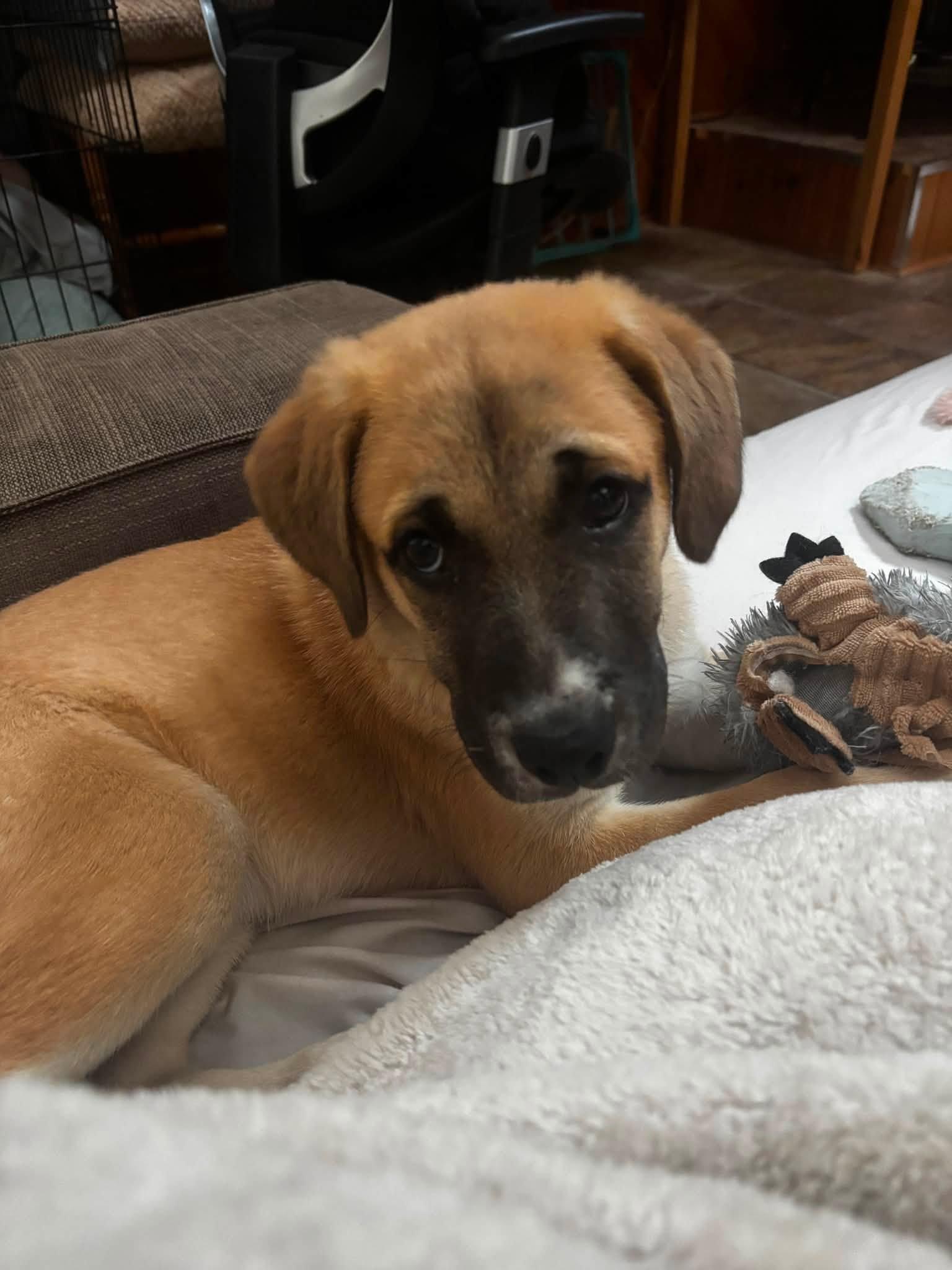 Enlarge Kenobi, a ADOPTABLE mixed breed in Woodstock, ON image 6/6