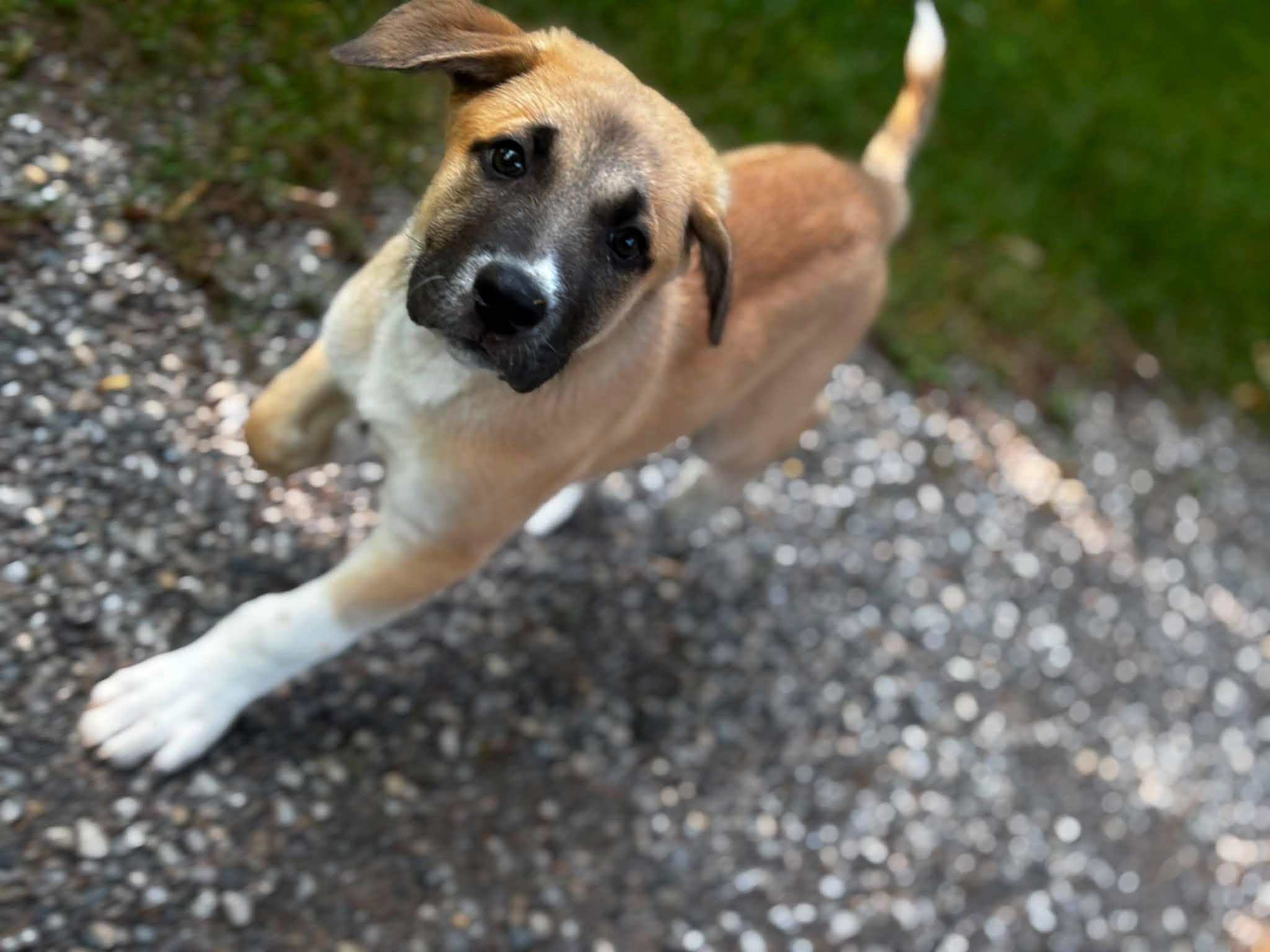 Enlarge Kenobi, a ADOPTABLE mixed breed in Woodstock, ON image 2/6