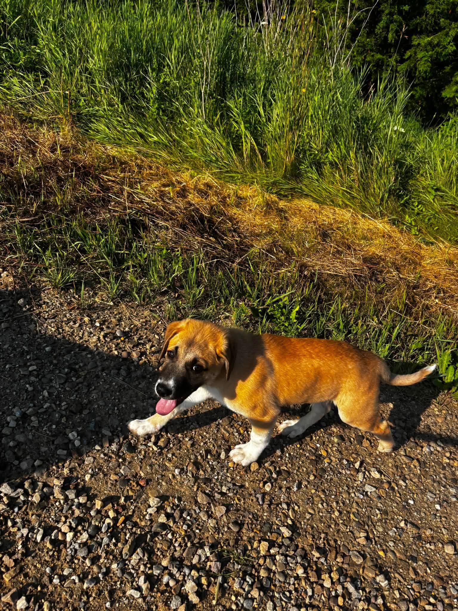 Enlarge Kenobi, a ADOPTABLE mixed breed in Woodstock, ON image 5/6
