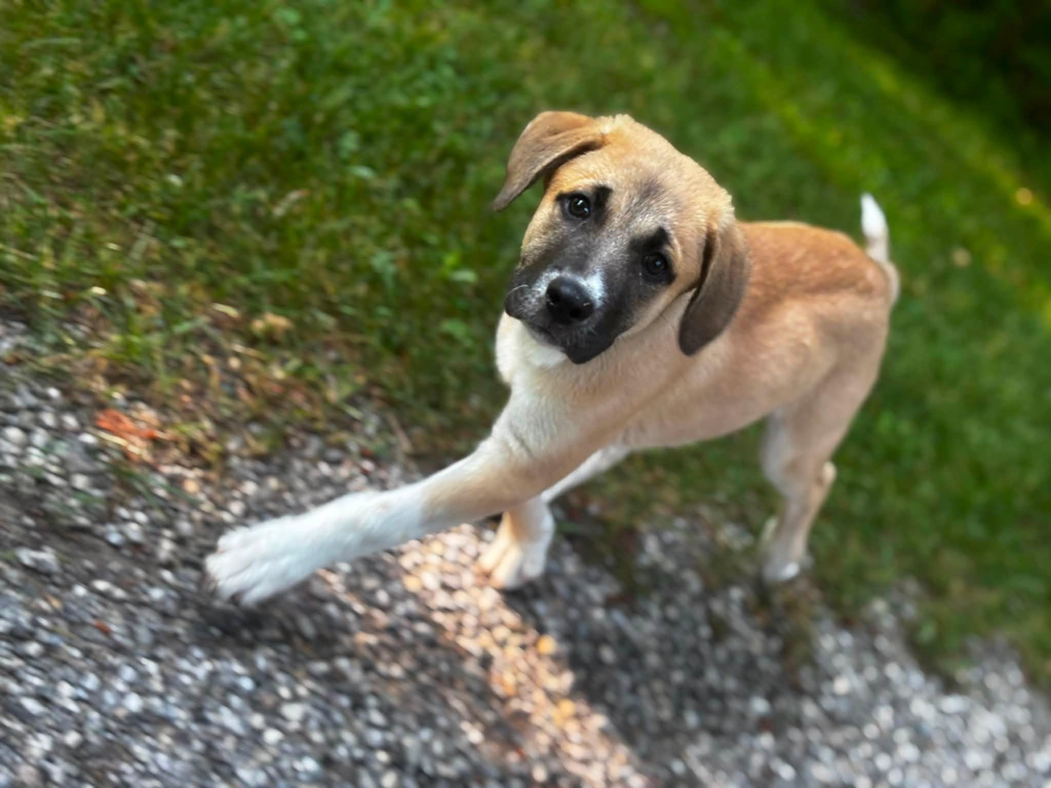 Kenobi, ADOPTABLE, Puppy Male Shepherd & Husky.