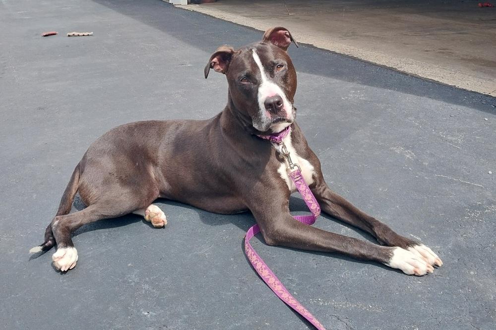 Schatzi- courtesy post, Adoptable, Adult Female Boxer & Pit Bull Terrier.