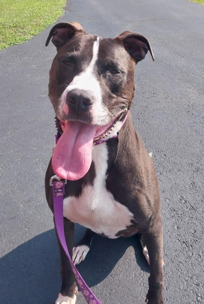 Enlarge Schatzi- courtesy post, a Adoptable mixed breed in Saginaw, MI image 2/2