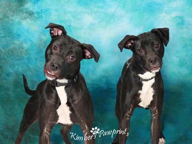 Enlarge SHY, a Adoptable mixed breed in Omaha, NE image 1/1