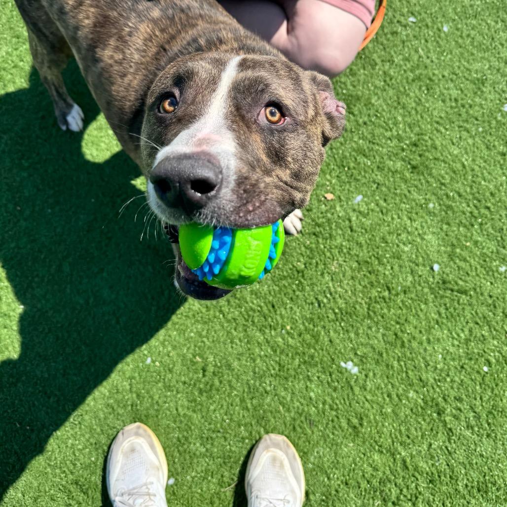 Yogi Bear, Adoptable, Adult Male Pit Bull Terrier & Mixed Breed.