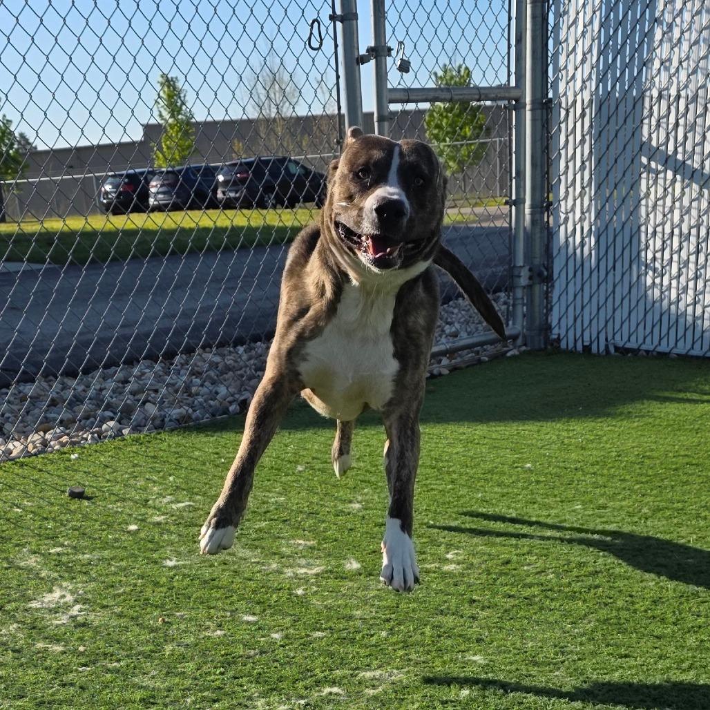 Yogi Bear, a Adoptable mixed breed in Bristol, IN image 2/6