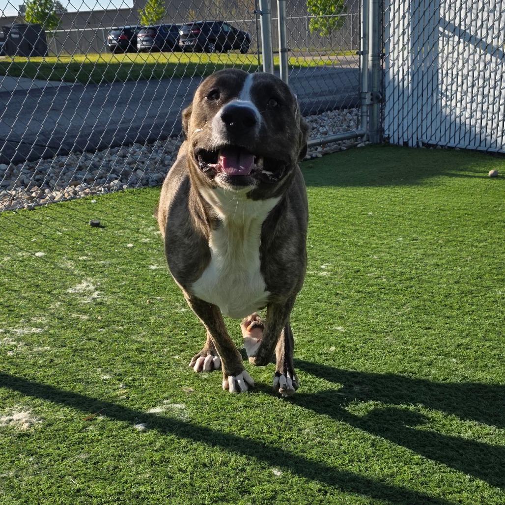 Yogi Bear, a Adoptable mixed breed in Bristol, IN image 3/6