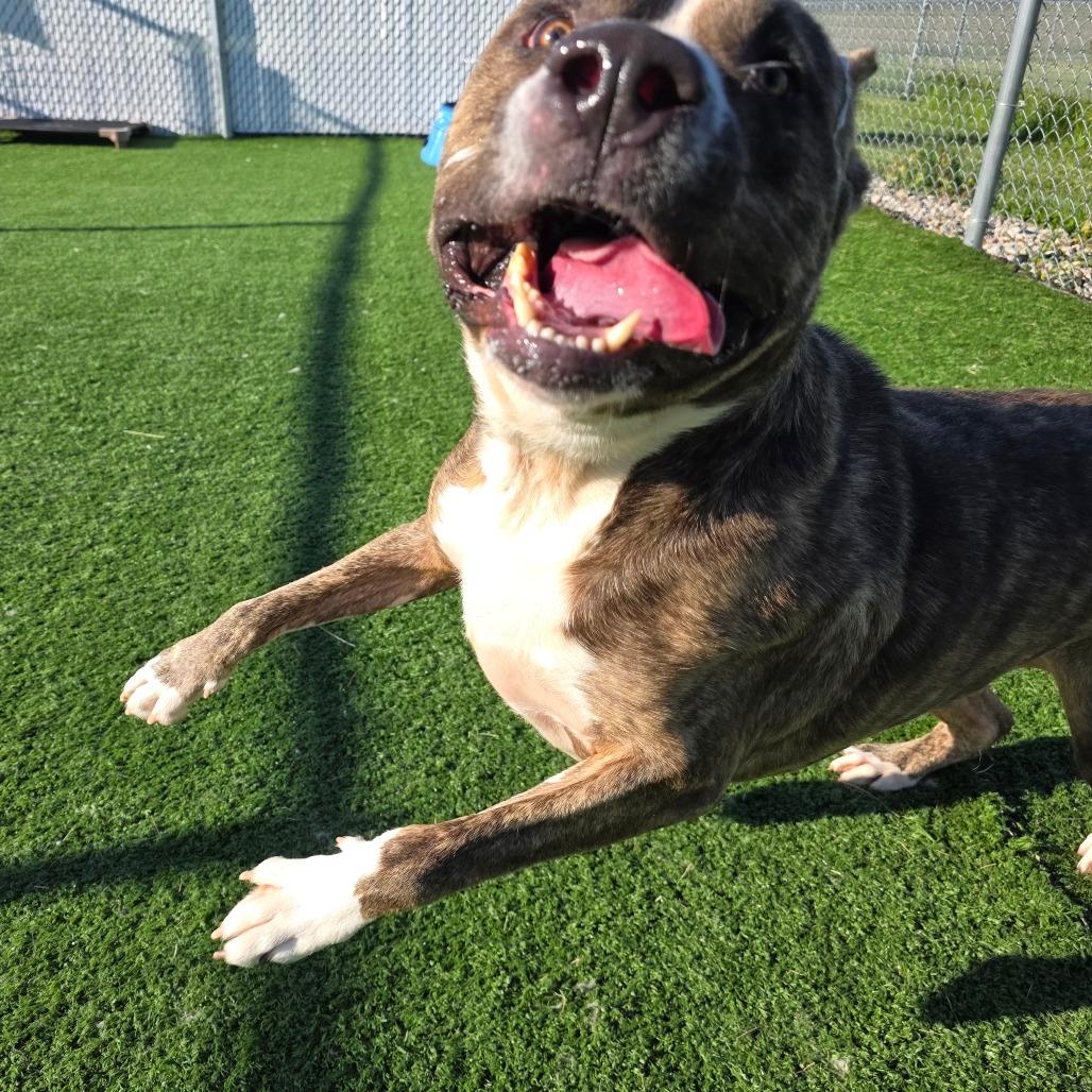 Yogi Bear, a Adoptable mixed breed in Bristol, IN image 4/6