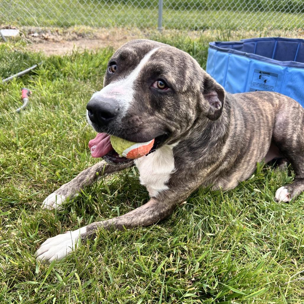 Yogi Bear, a Adoptable mixed breed in Bristol, IN image 5/6