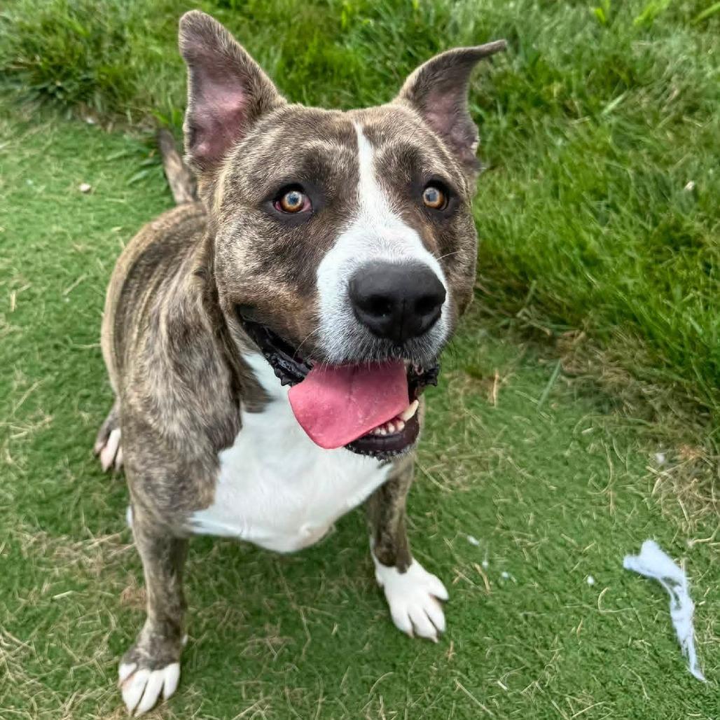 Yogi Bear, a Adoptable mixed breed in Bristol, IN image 6/6
