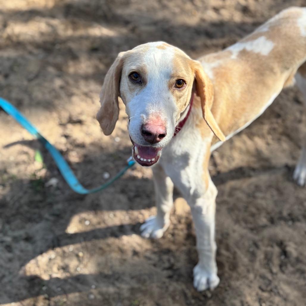 Enlarge Remington, a Adoptable Mixed Breed in Pensacola, FL image 1/6