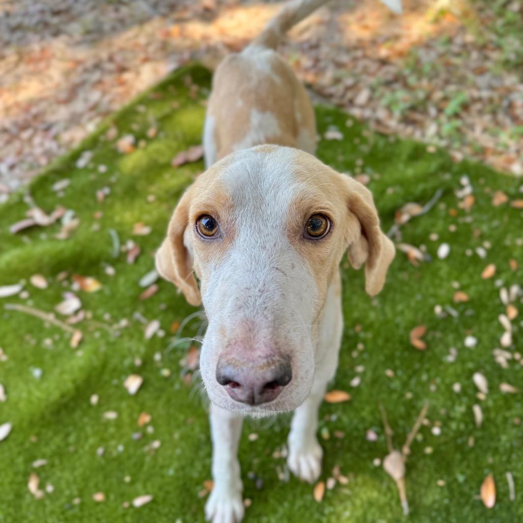 Enlarge Remington, a Adoptable Mixed Breed in Pensacola, FL image 2/6