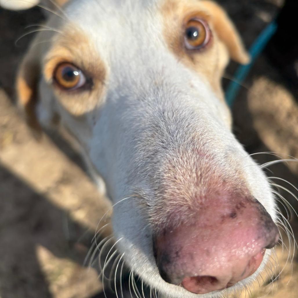 Enlarge Remington, a Adoptable Mixed Breed in Pensacola, FL image 3/6