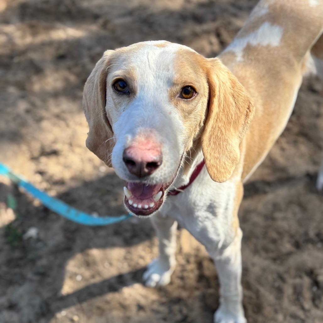 Enlarge Remington, a Adoptable Mixed Breed in Pensacola, FL image 4/6