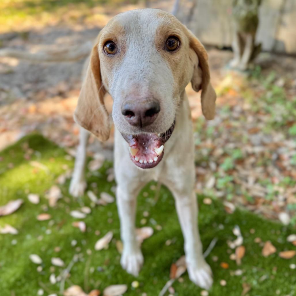 Remington, Adoptable, Adult Male Mixed Breed.