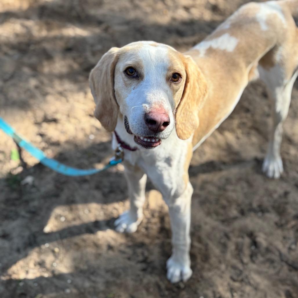 Enlarge Remington, a Adoptable Mixed Breed in Pensacola, FL image 6/6