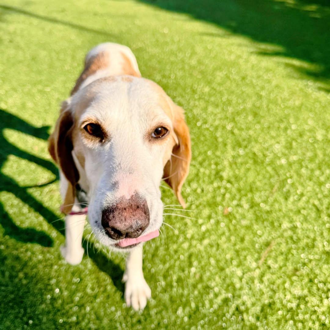 Enlarge Katarina, a Adoptable Hound in Hilton Head Island, SC image 1/1