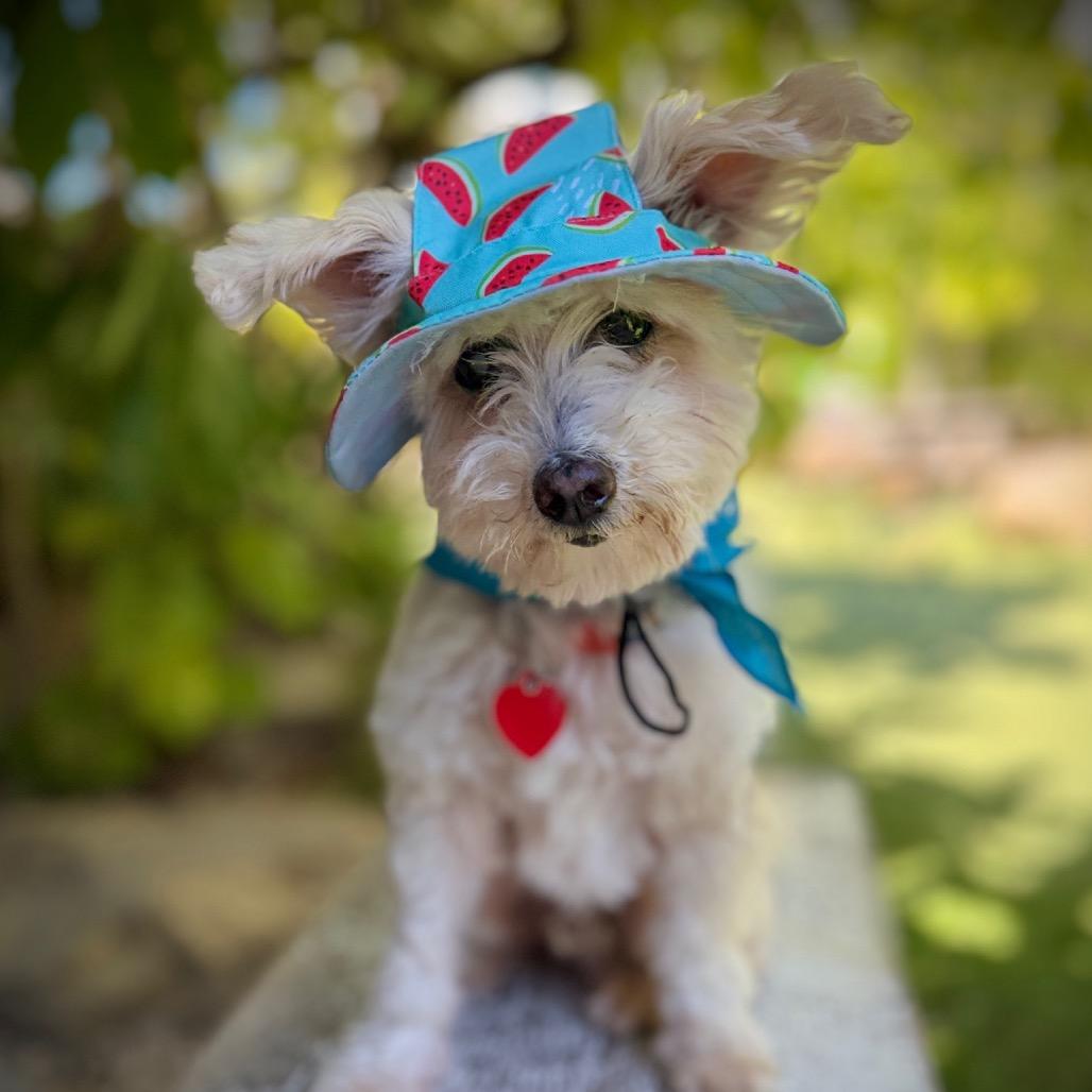 Enlarge Spinach Tooth, a Adoptable mixed breed in Los Angeles, CA image 1/5