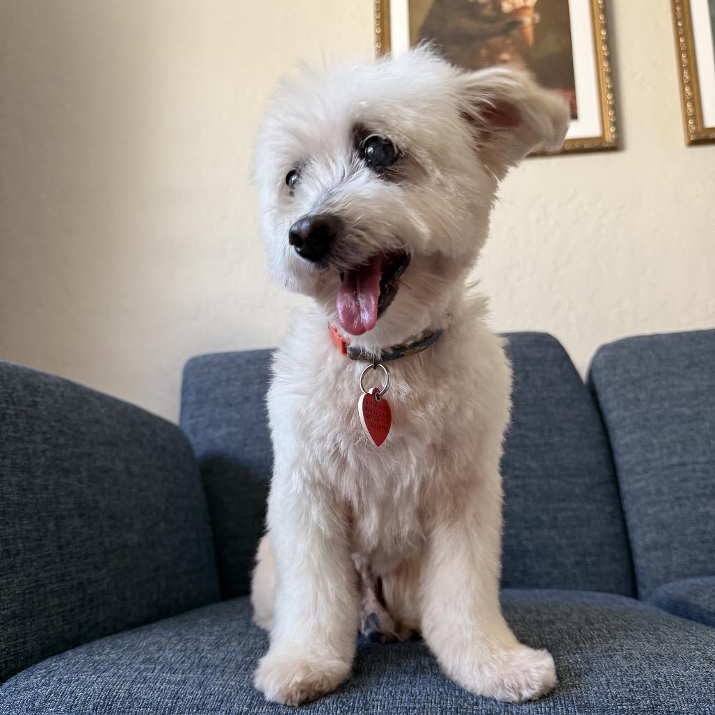 Enlarge Spinach Tooth, a Adoptable mixed breed in Los Angeles, CA image 2/5