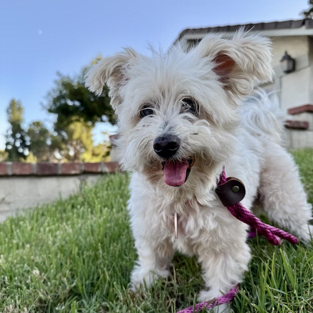 Enlarge Spinach Tooth, a Adoptable mixed breed in Los Angeles, CA image 2/5