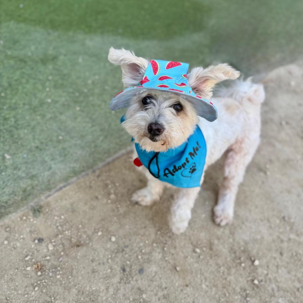Enlarge Spinach Tooth, a Adoptable mixed breed in Los Angeles, CA image 4/5