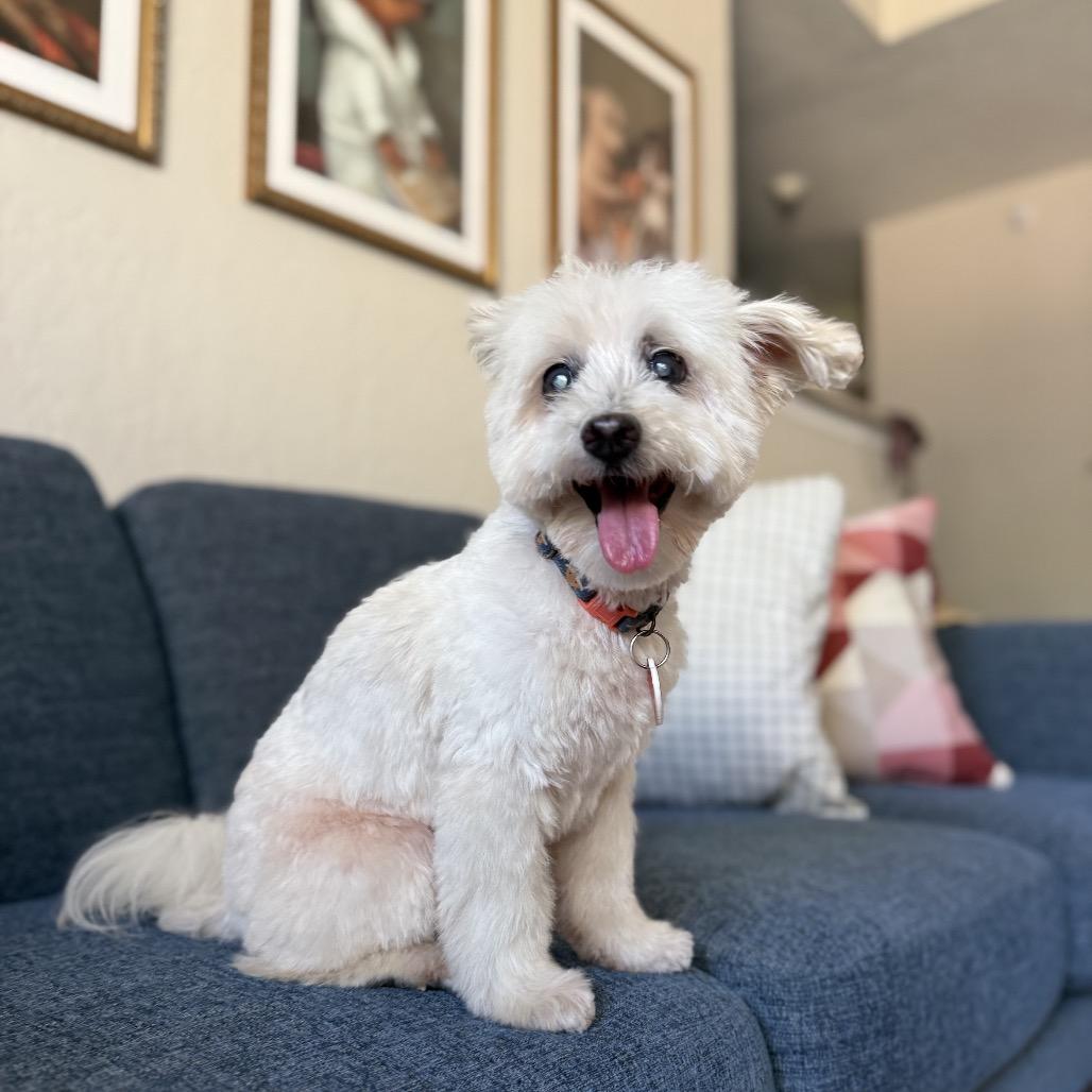 Enlarge Spinach Tooth, a Adoptable mixed breed in Los Angeles, CA image 3/5