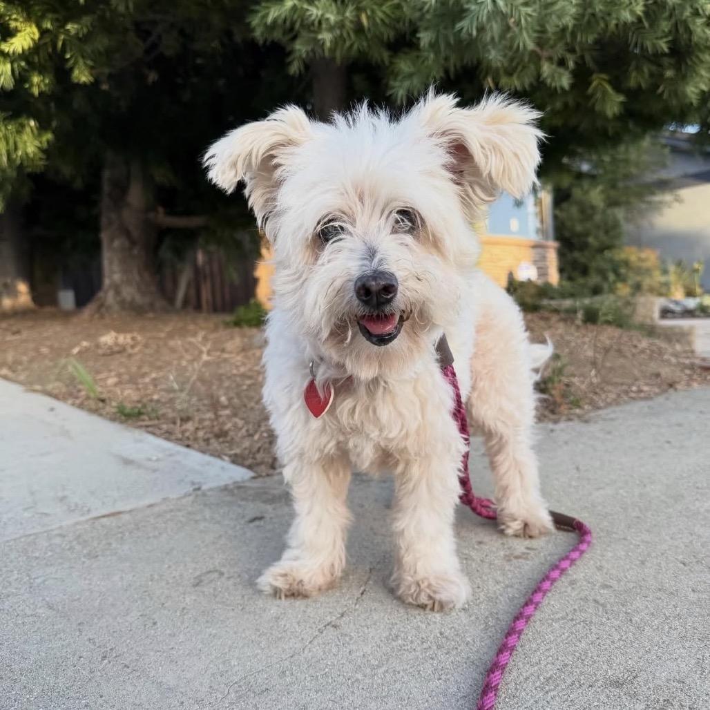 Enlarge Spinach Tooth, a Adoptable mixed breed in Los Angeles, CA image 5/5