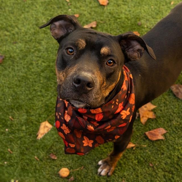 WILLOW, Adoptable, Young Female Pit Bull Terrier & Mixed Breed.