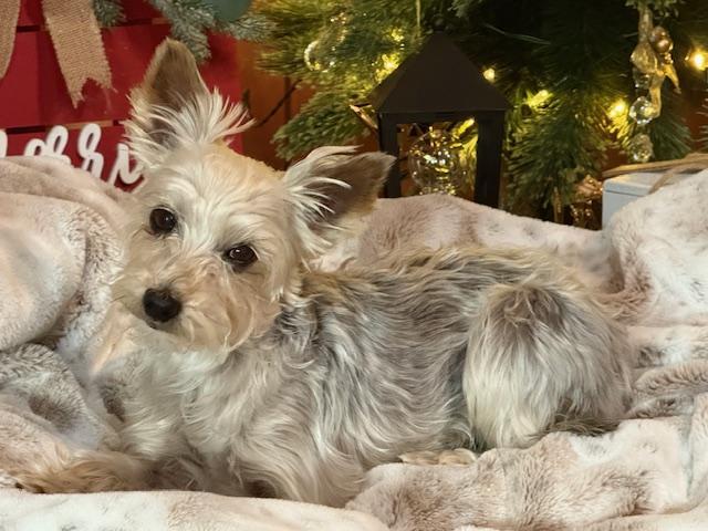 Enlarge Emma, a Adoptable Yorkshire Terrier in Baton Rouge, LA image 1/6