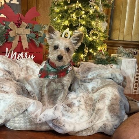 Enlarge Emma, a Adoptable Yorkshire Terrier in Baton Rouge, LA image 2/6