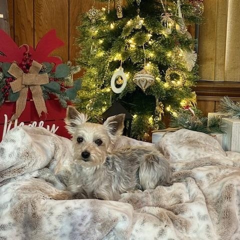 Enlarge Emma, a Adoptable Yorkshire Terrier in Baton Rouge, LA image 3/6