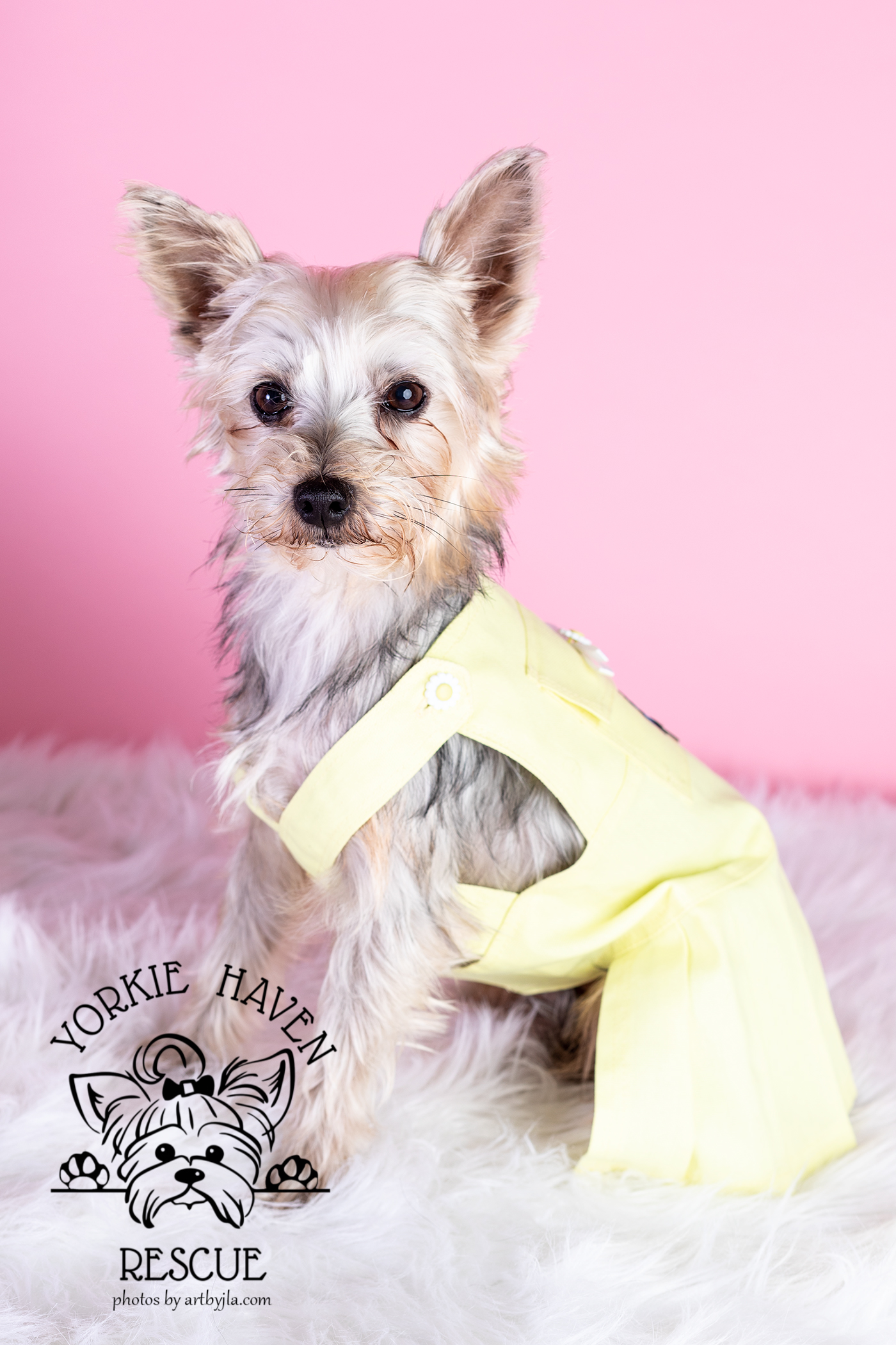 Enlarge Emma, a Adoptable Yorkshire Terrier in Baton Rouge, LA image 5/6