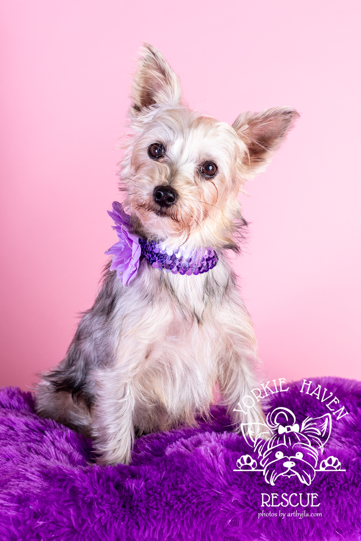 Enlarge Emma, a Adoptable Yorkshire Terrier in Baton Rouge, LA image 6/6