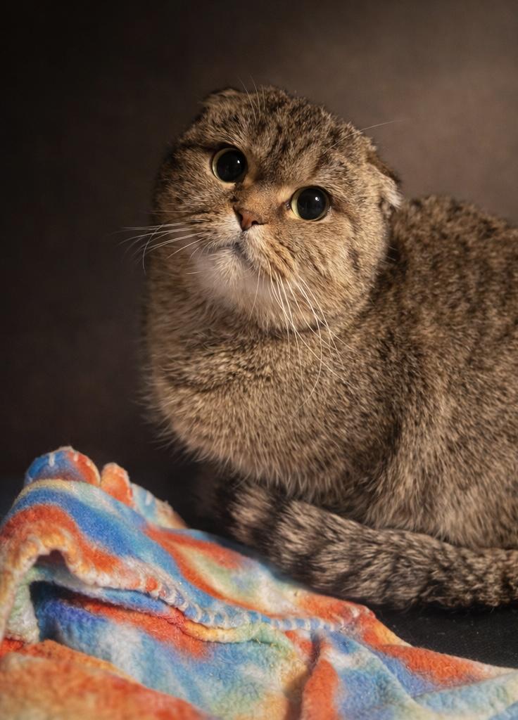 Darla, a Adopted Scottish Fold in Rio Linda, CA image 2/2