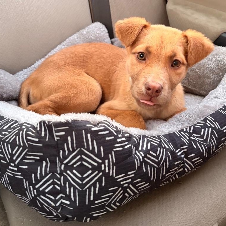 Enlarge Suki, a ADOPTABLE mixed breed in Colonial Heights, VA image 2/2