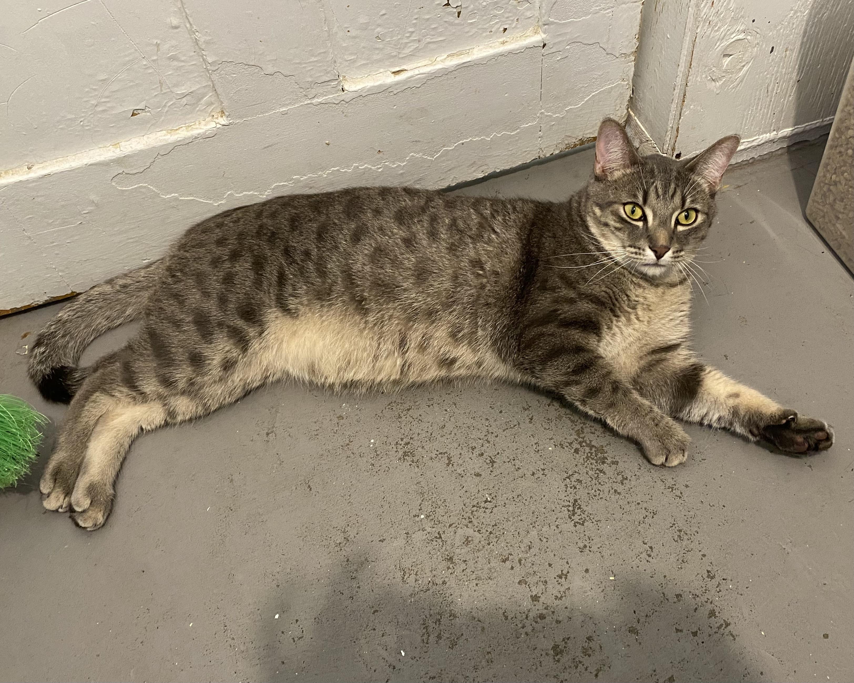 Pino, a ADOPTABLE Tabby in Stanstead, QC image 2/6