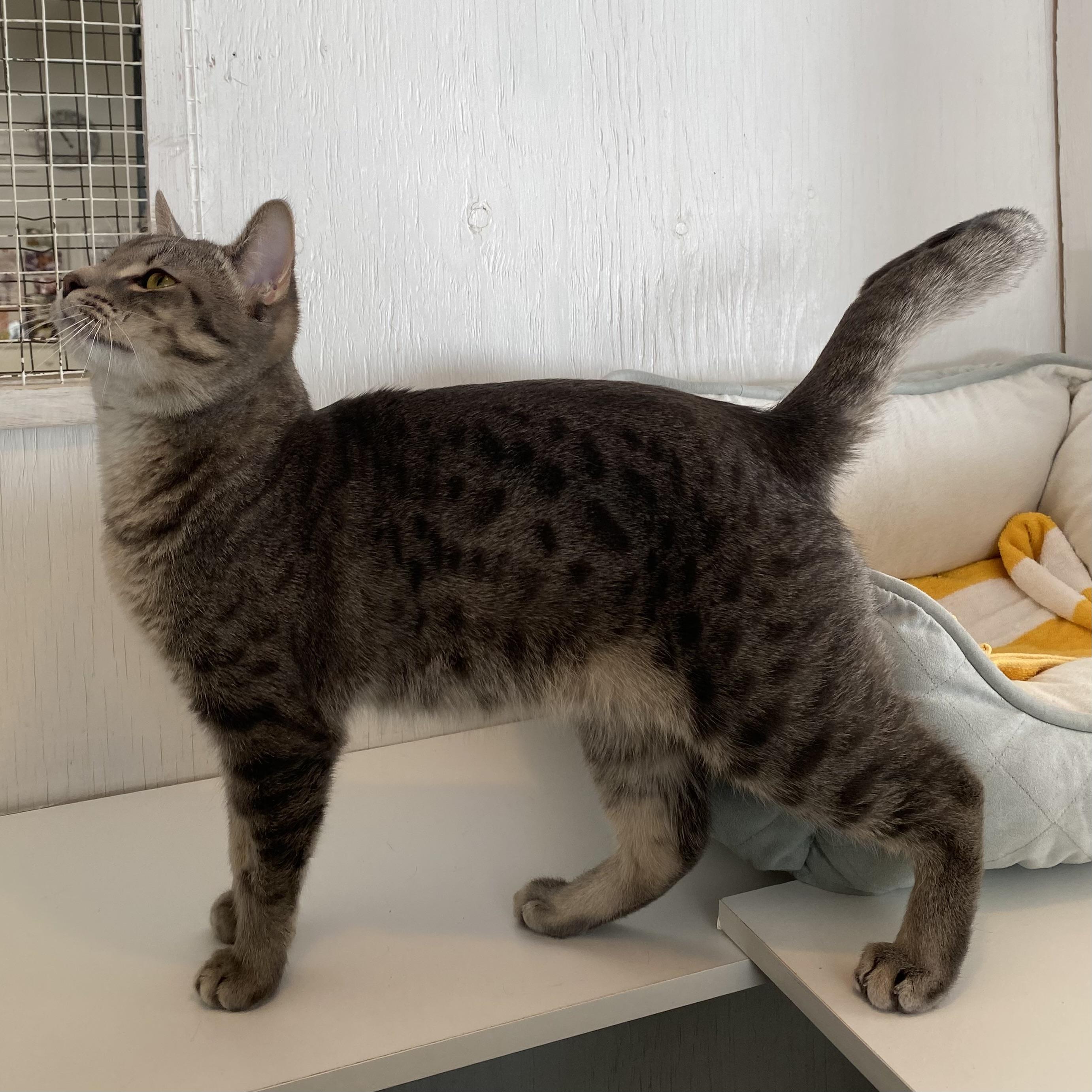 Enlarge Pino, a ADOPTABLE Tabby in Stanstead, QC image 6/6